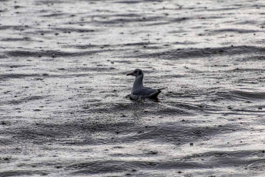 seagull swimming in lake in the rain