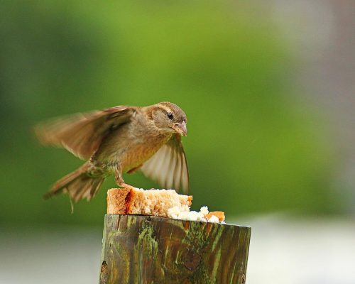 Is it Safe to Feed Bread to Birds? It depends….