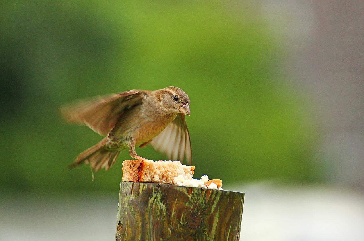 a sparrow flying toward a piece of bread to eat