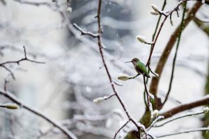 All About Hummingbirds In Winter
