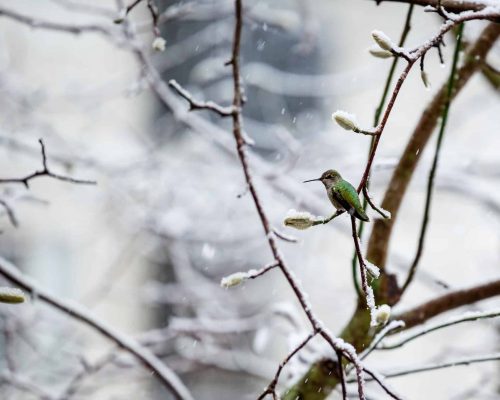 All About Hummingbirds In Winter