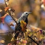 starling bird perched on autumn tree