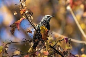 Bird Behavior in Autumn