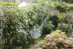 What Does It Mean When A Bird Hits Your Window And Flies Away?