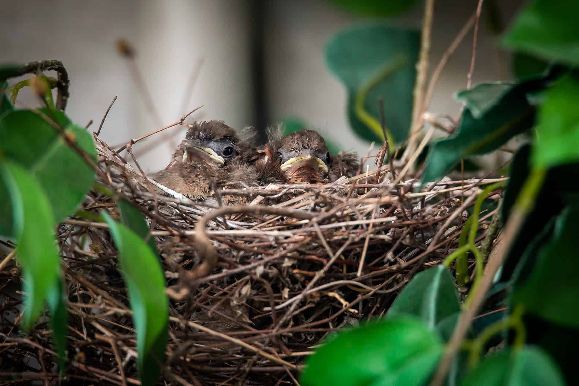 Cardinal nestlings in a nest