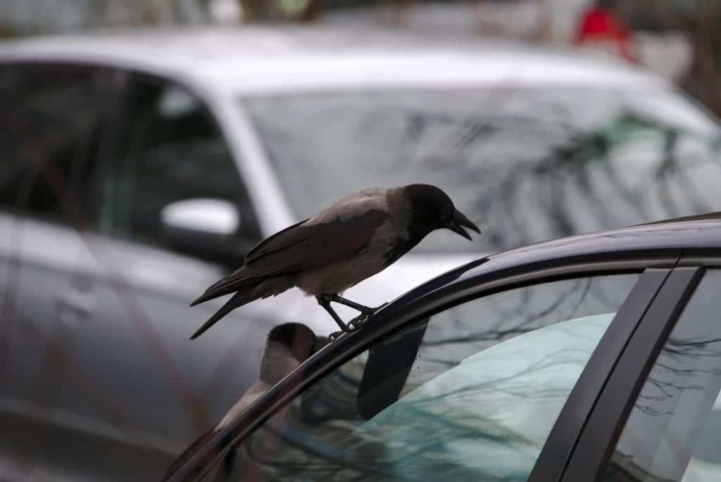crow looking through car window