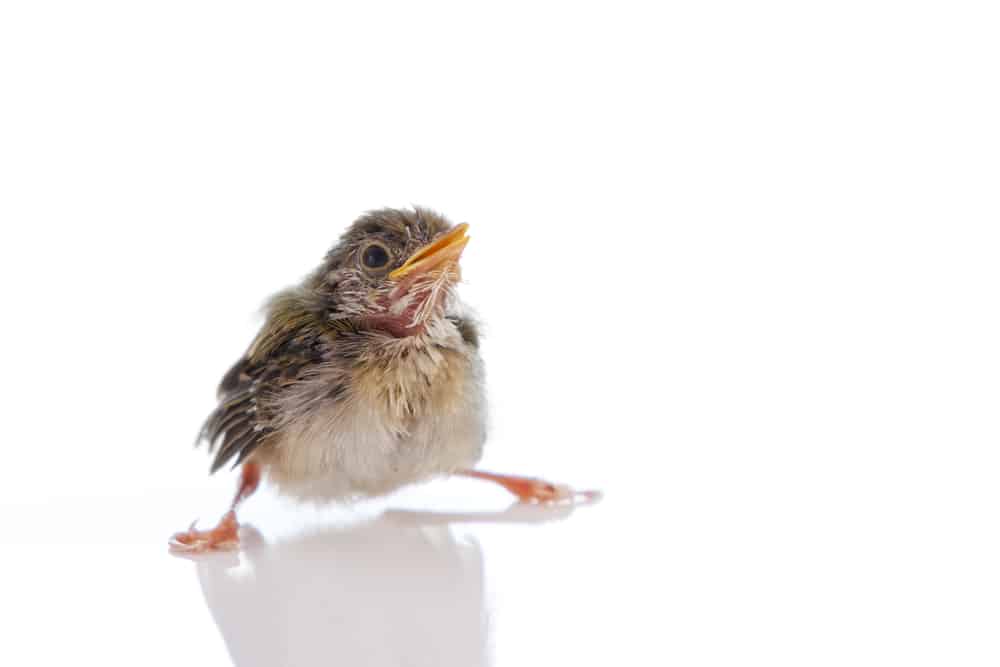 fledgling baby bird