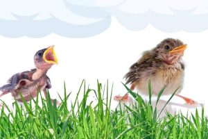 How to Help a Baby Bird: 4 Simple Steps