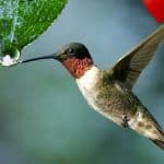 hummingbird drinking water from leaf