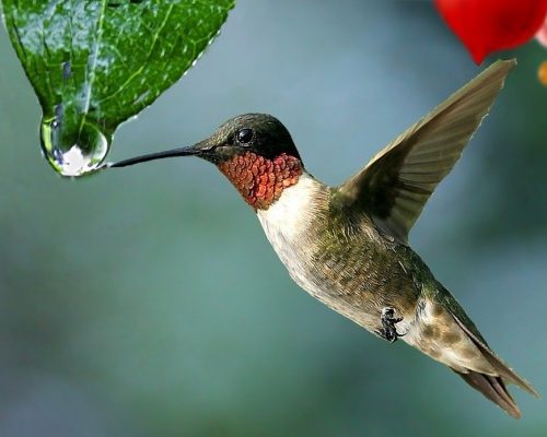 Attract Hummingbirds with food “Other Than” Nectar