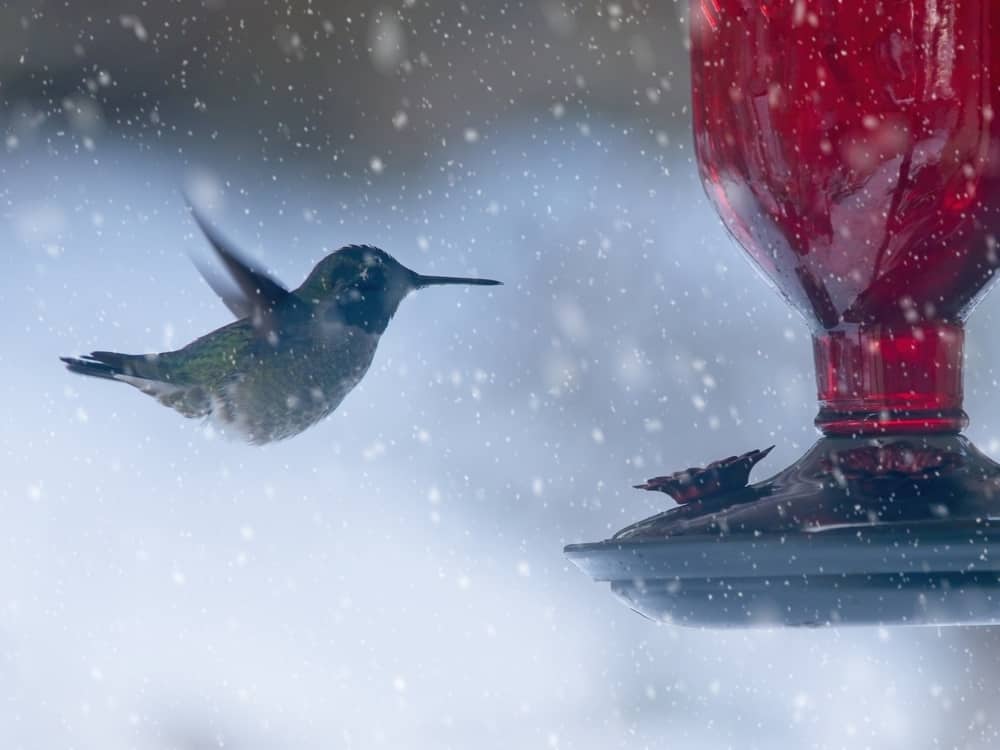 Hummingbird at the feeder with sugar water feeding during snowfall in Victoria BC.