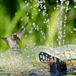 hummingbird playing and drinking in the water fountain in birdbath.