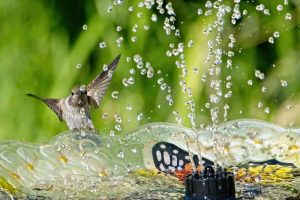 The Best Birdbath for hummingbirds (It’s More than Just the Size)