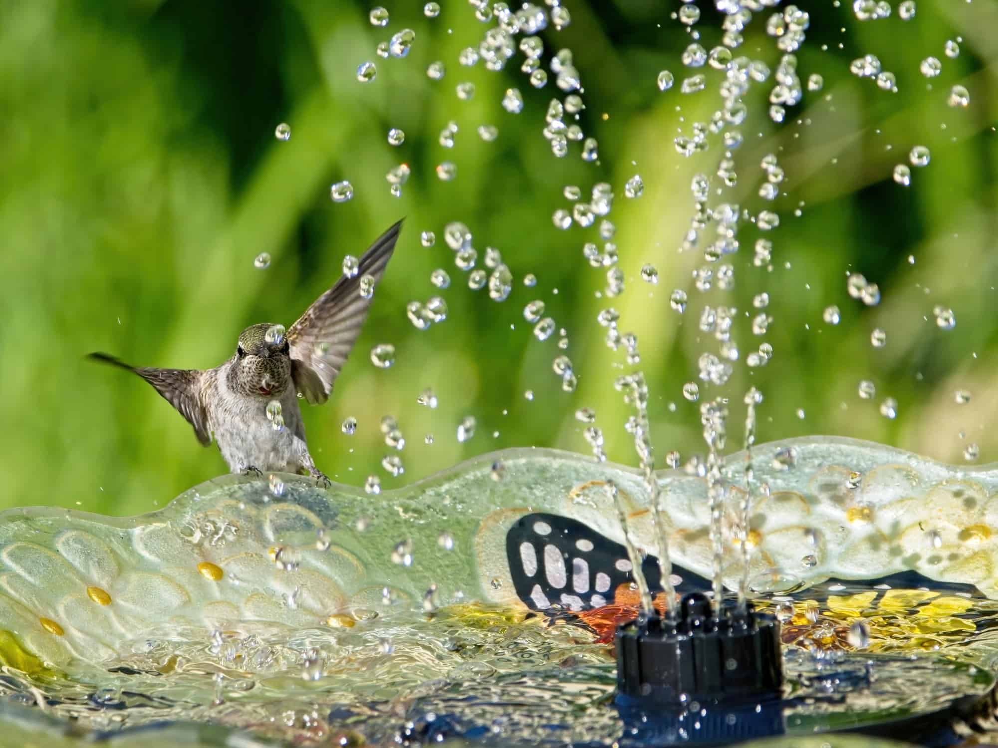 hummingbird playing and drinking in the water fountain in birdbath.