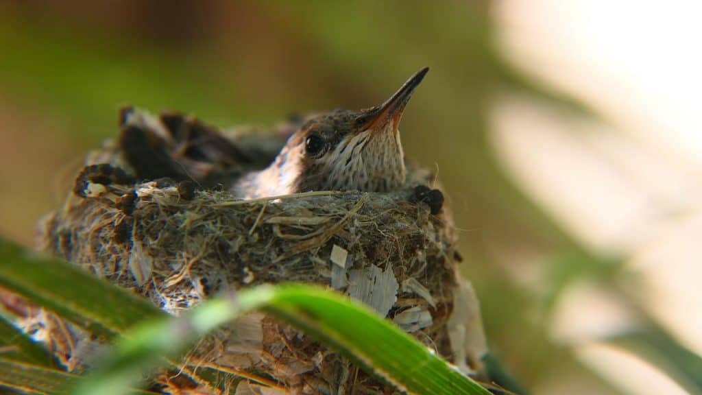 hummingbiritd nest with baby in 