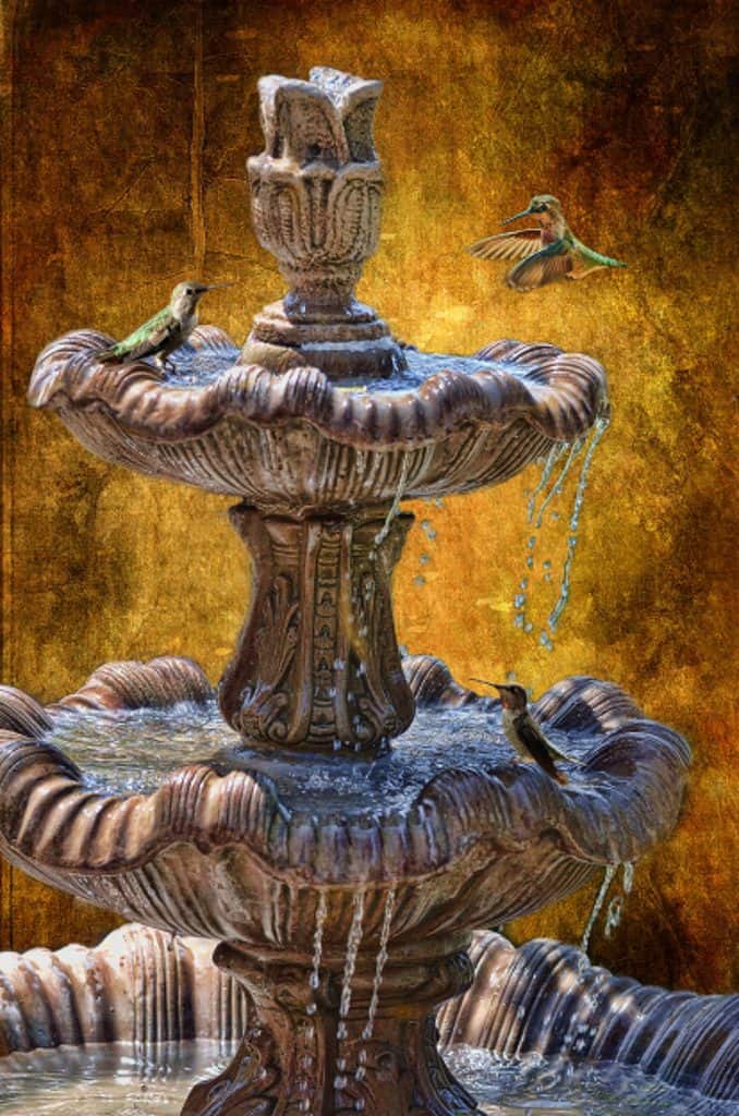 hummingbirds using a pedestal style birdbath 