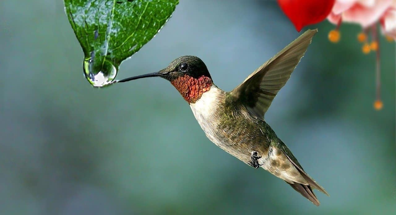 hummingbird drinking water from leaf