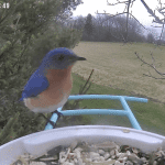 netvue birdfy birdfeeder camera review