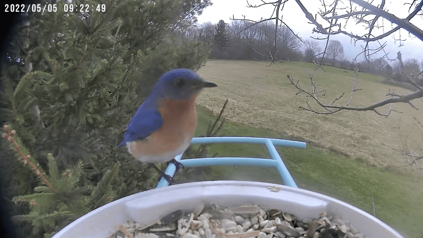 netvue birdfy birdfeeder camera review