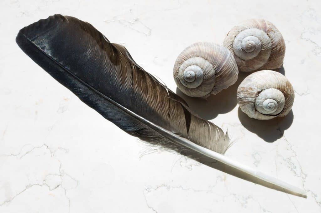 a raven feather beside shells