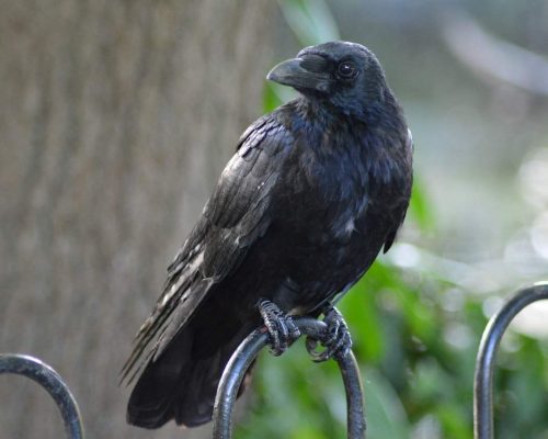 The Ultimate Guide to Raven Meaning & Symbolism