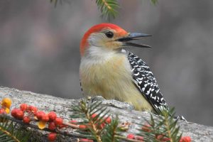 The Ultimate Guide To Woodpecker Symbolism