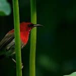 Red crimson sunbird on a branch