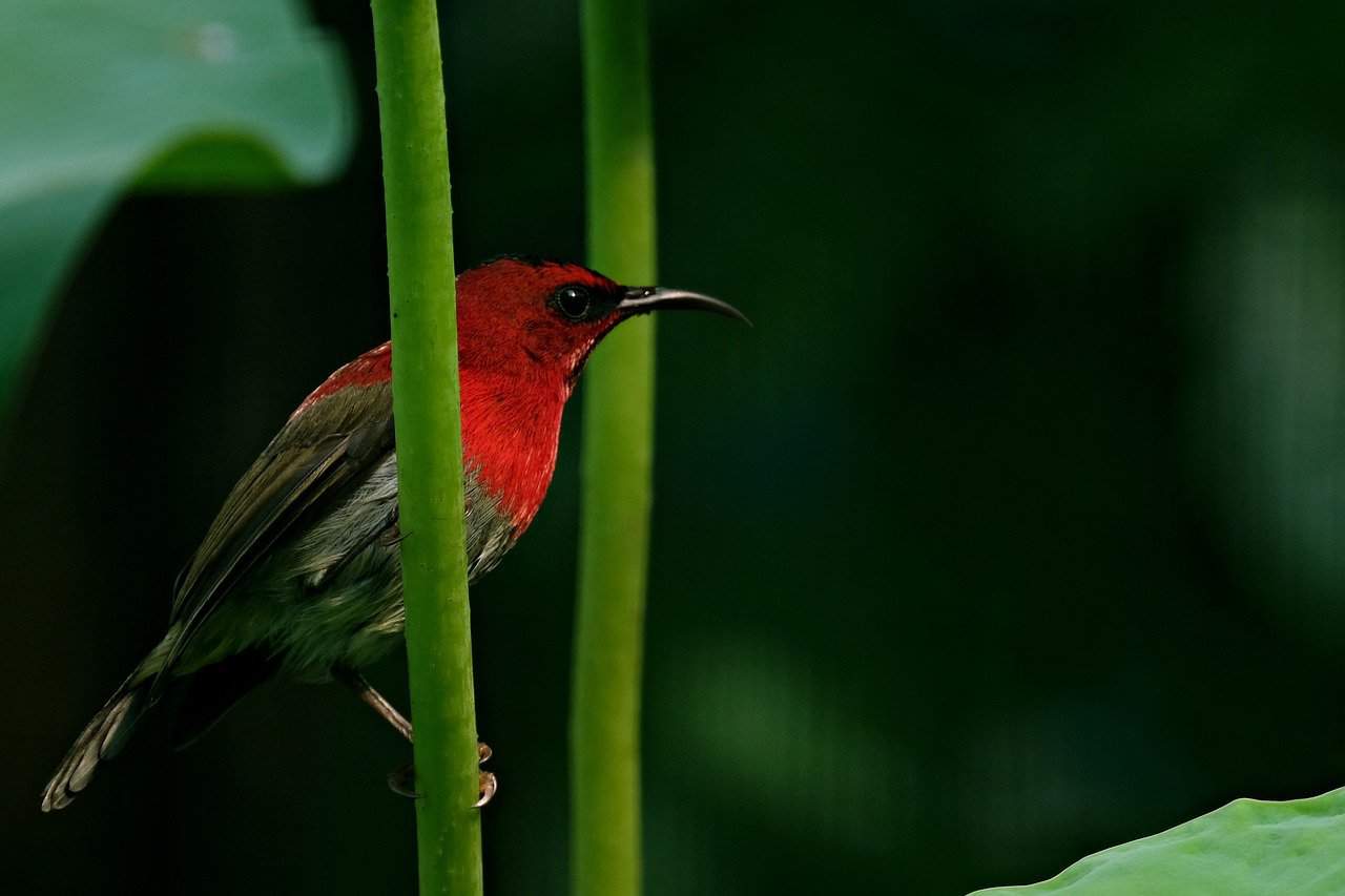 Red crimson sunbird on a branch