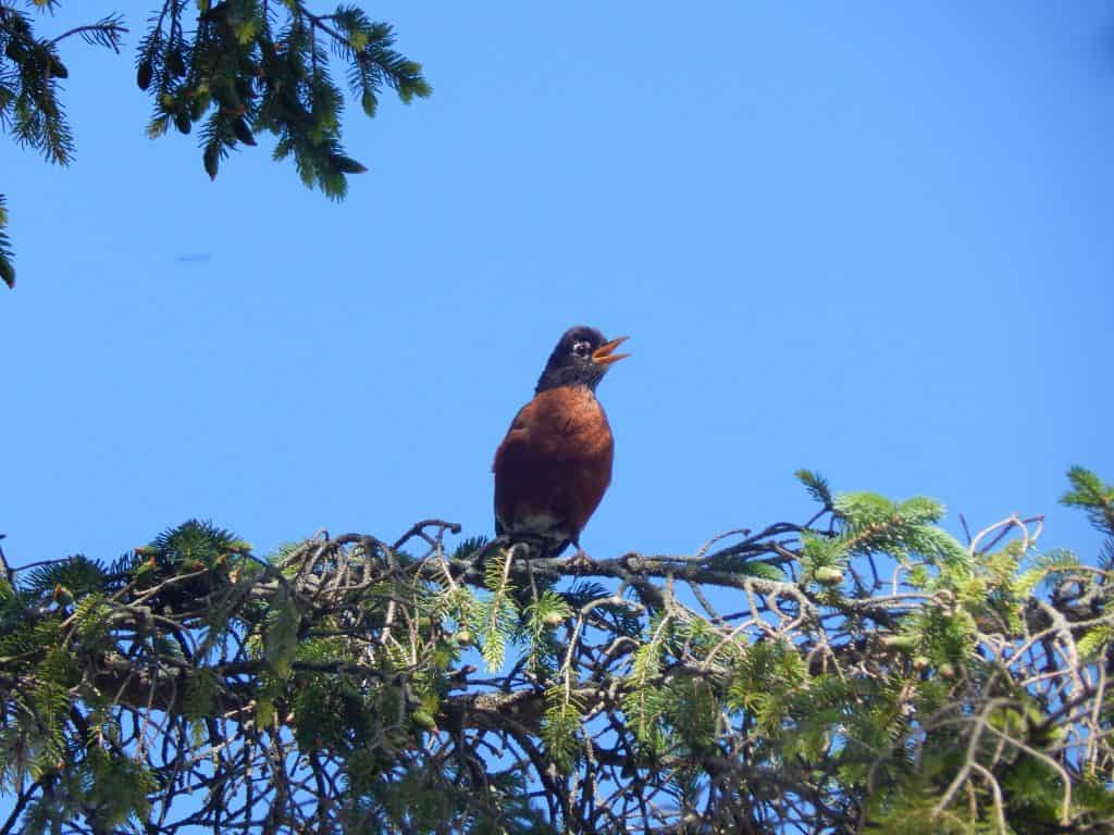 Robin perched in a tree singing