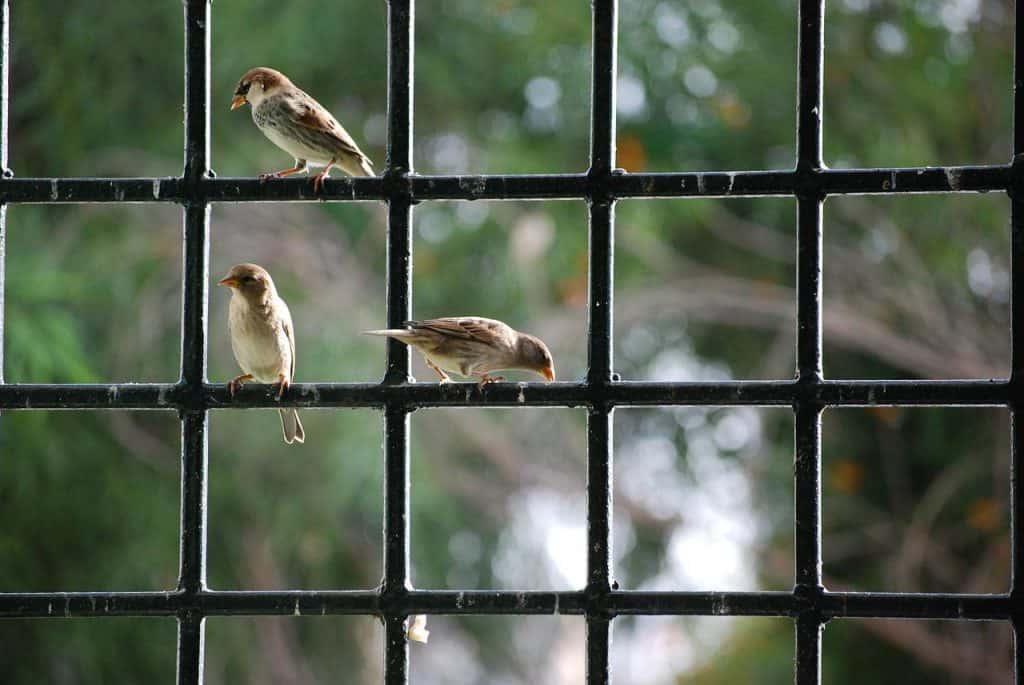 3 sparrows on a window