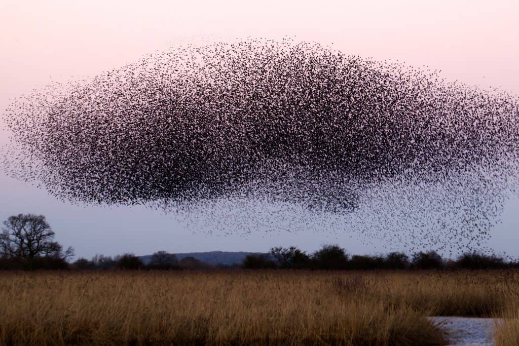 Swarm of starlings.