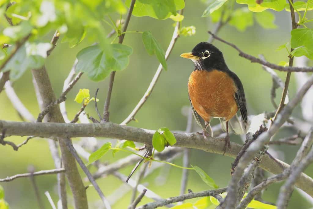 american robin perched on a tree branch