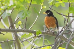 The Meaning & Symbolism Of Robin Birds