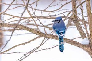 How Blue Jays Survive Winter