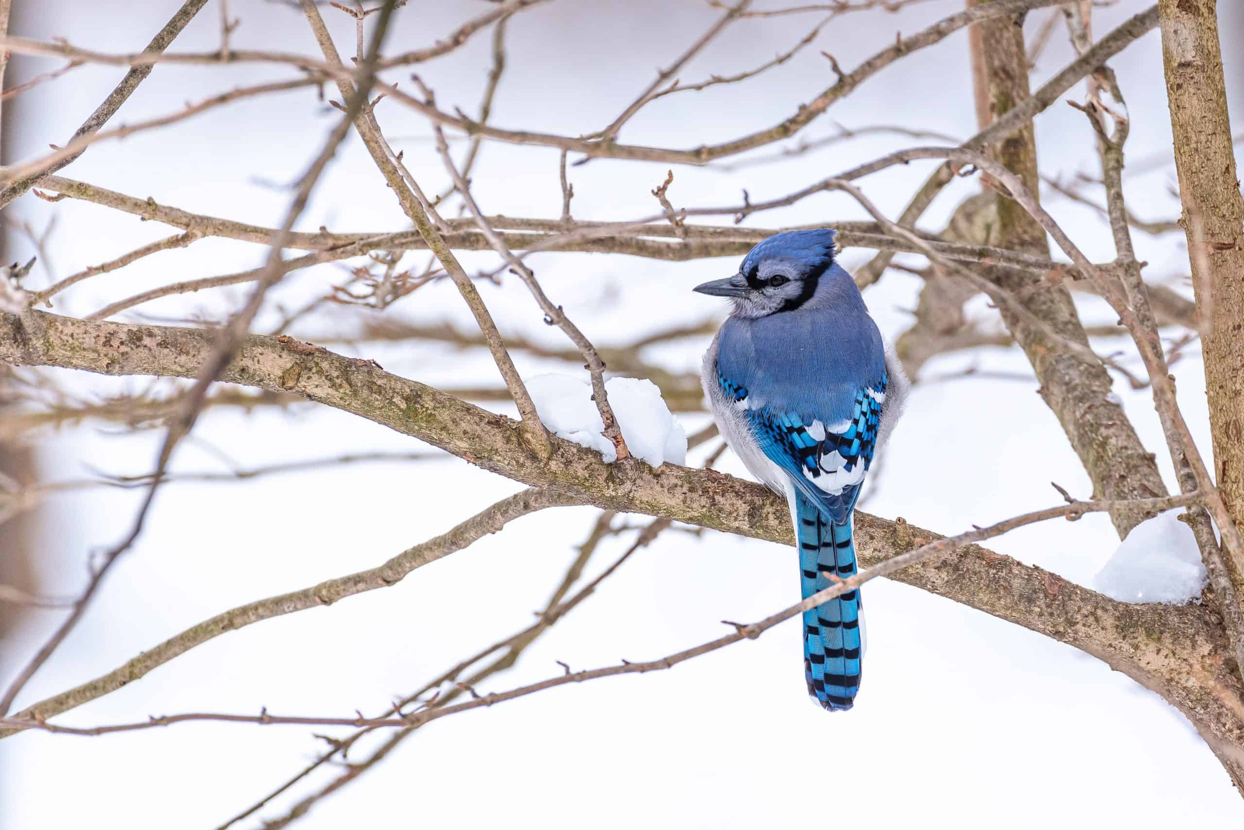 blue jay perched on branch in winter