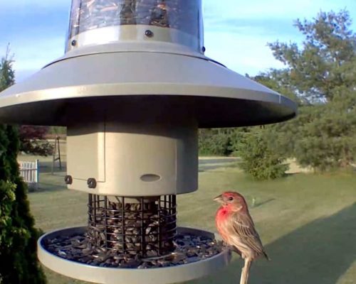 Wingscapes AutoFeeder: The Bird Feeder You Never Knew You Needed