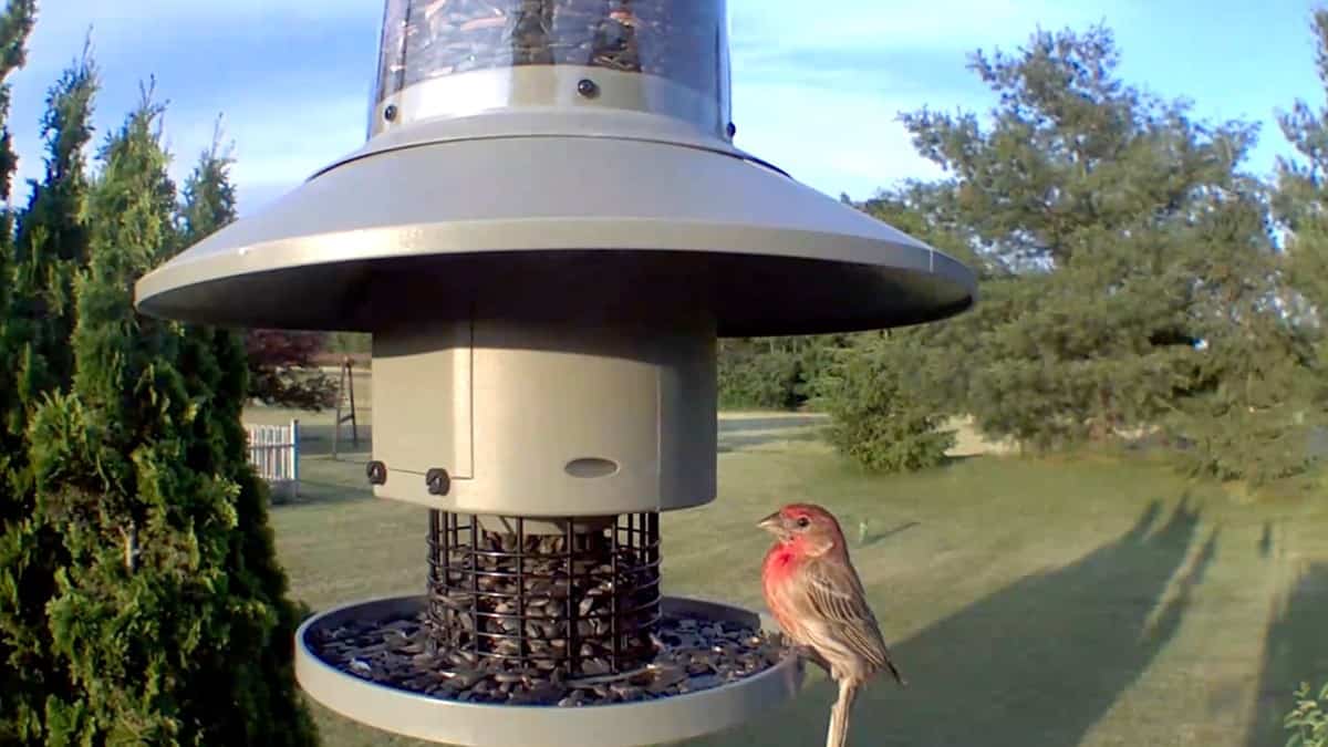 house finch using wingscapes autofeeder bird feeder