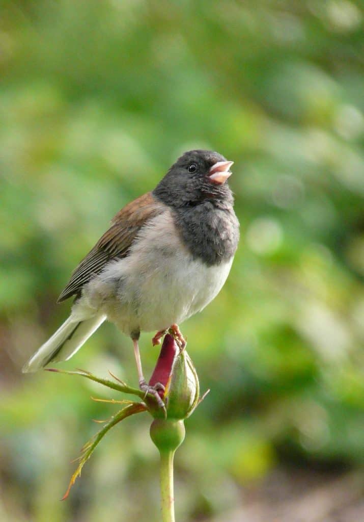 Dark-eyed junco perched on a plant
