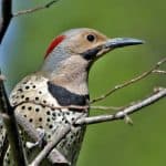 northern flicker perched on branches