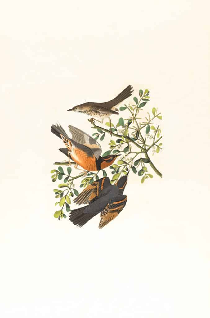 robin birds illustrations