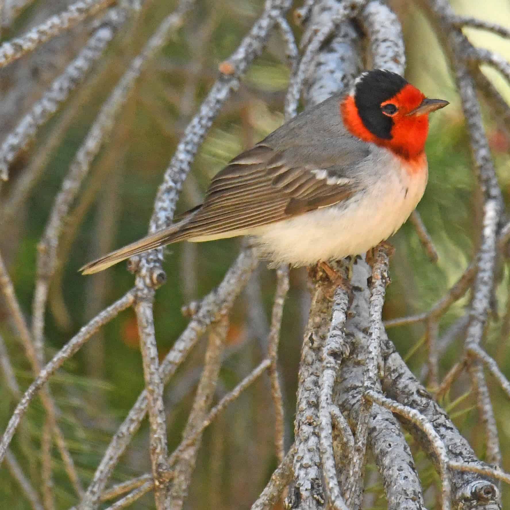red faced warbler on a tree branchc