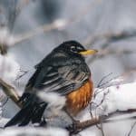 american robin perched on snowy branch in winter