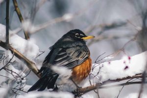 Winter Birds in Ohio: 25 Common Backyard Visitors