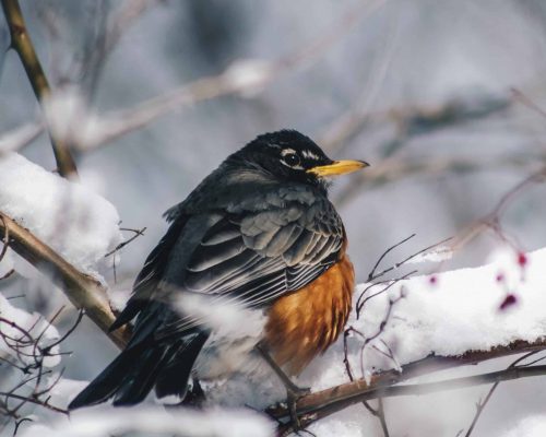 More than 60 Ohio Winter Birds to Watch For (Photos, Descriptions & Diet Info)