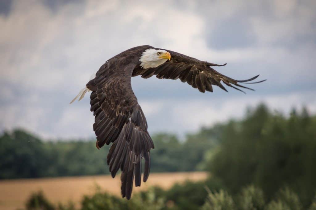 a bald eagle flying in the air