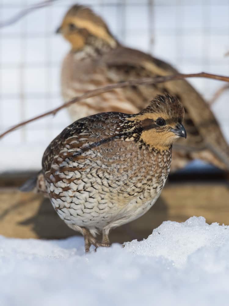 bobwhite quail in winter