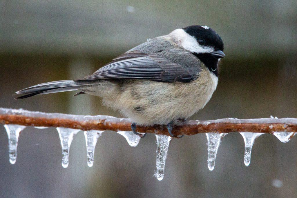 Carolina chickadee perched on an icy branch in winter