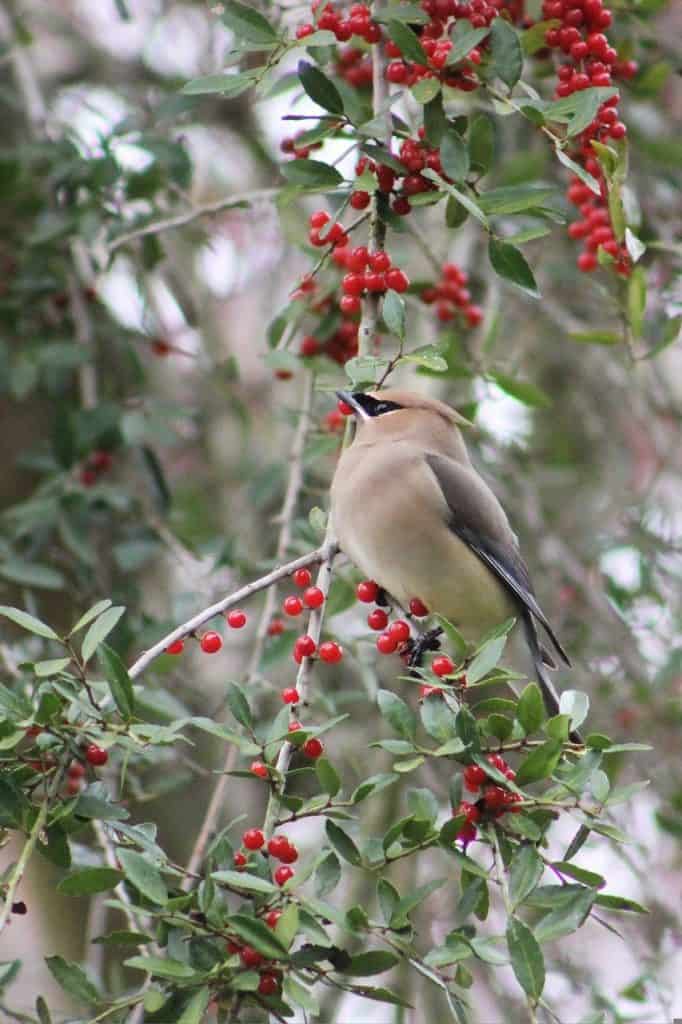 cedar waxwing puffed for warmth in winter