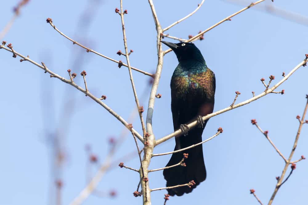 common grackle in a tree