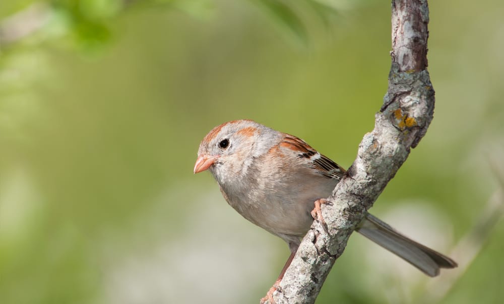 field sparrow perched on a branch